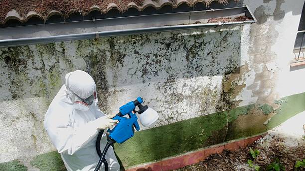 Top rated local Mold Removal specialists in Frisco, TX